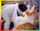 Two cats cuddling together with a quote from Anaïs Nin.