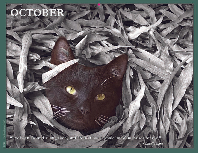 2024 Cat Lovers for LGBTQA+ Rights – Cat Lovers Calendar