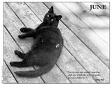 Black cat lying on a sunny wooden deck with a quote attributed to Sitting Bull.