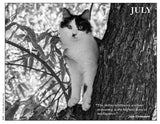Cat perched on a tree trunk with a quote by Judd Krismann in July.
