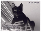 Black cat on a frame with an October theme and a quote by Howard Zinn.