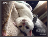 White cat lying upside down on a blanket with a quote by Thich Nhat Hanh.