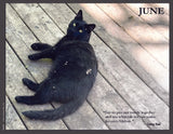 Black cat lying on a sunny wooden deck with a quote by Sitting Bull.