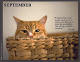 Cat in a basket with a quote by Lao Tzu.