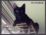 Black cat on a wood frame with a quote by Howard Zinn.