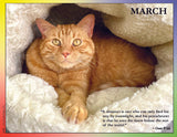 Orange cat lying on fluffy white blanket with quote by Oscar Wilde.
