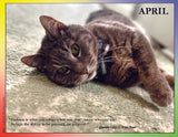 Gray cat lying on a green carpet with a quote by Quentin Crisp and G. Bruce Boyer.