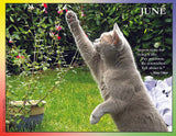Cat playing with a flower in a garden, with a quote by Mary Oliver.