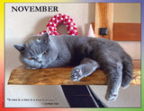 A gray cat lying on a wooden surface with a quote by Gertrude Stein.