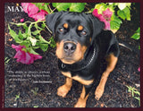 Dog sitting among flowers with a quote by Jiddu Krishnamurti.