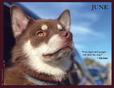 Dog with a quote by Ella Baker with a blue sky background