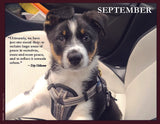 Puppy in a harness with a quote by Eey Hilleman.