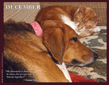 Dog and cat sleeping together on a quilt and a quote from Desmond Tutu.