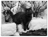 2027 Cat Lovers Against the Bomb