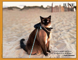 2027 Cat Lovers for Peace