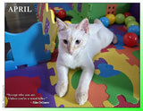 2027 Cat Lovers for LGBTQA+ Rights