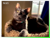 2027 Cat Lovers for LGBTQA+ Rights