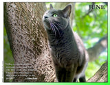 2027 Cat Lovers for LGBTQA+ Rights