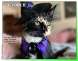 2027 Cat Lovers for LGBTQA+ Rights